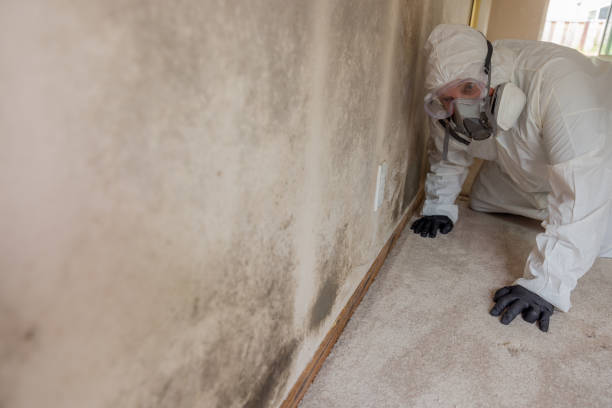 Why You Should Choose Our Mold Remediation Services in Glencoe, MN